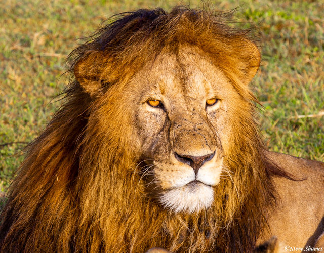 Ngorongoro Lion print