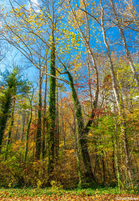 North Carolina Trees print