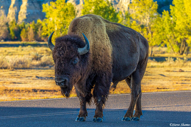 North Dakota Bison print