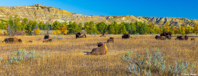 North Dakota Bison Scene print