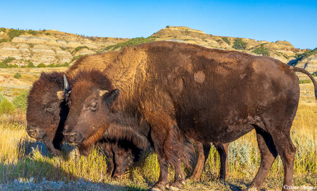 North Dakota Buffalo print
