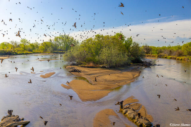 North Platte River Swallows print