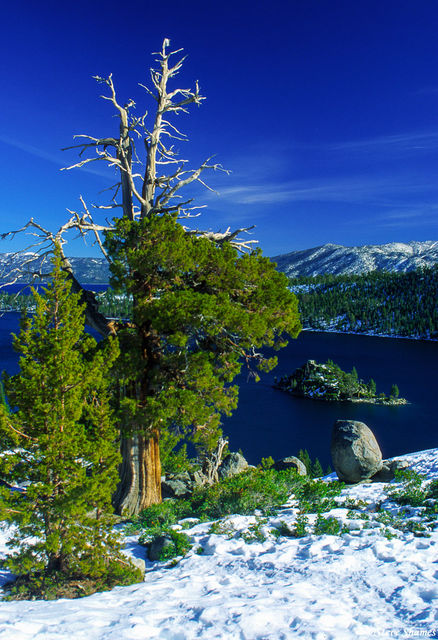 Old Tree Over Tahoe print