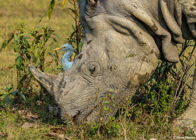 One Horned Rhino Kaziranga print