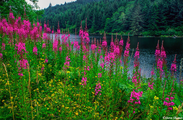 Oregon Flowers print