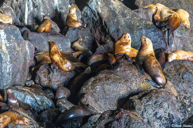 Oregon Sea Lions print