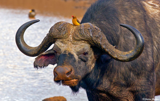 Oxpecker on Cape Buffalo print