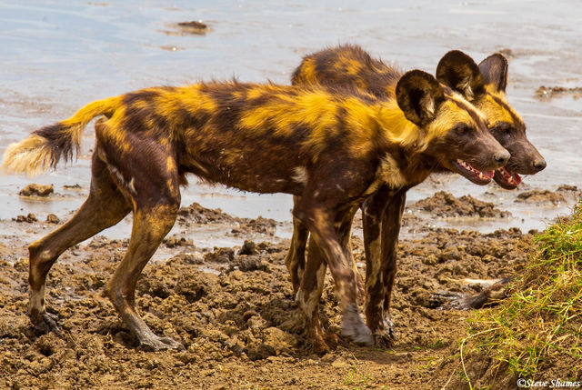 Painted Wolves print