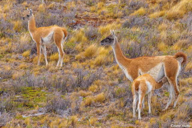 Patagonia Guanacos print