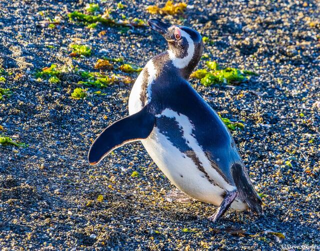 Patagonia Magellanic Penguins print
