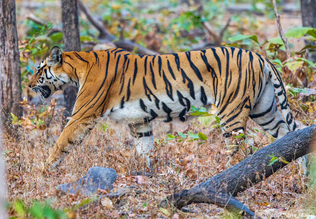 Pench India Tiger print