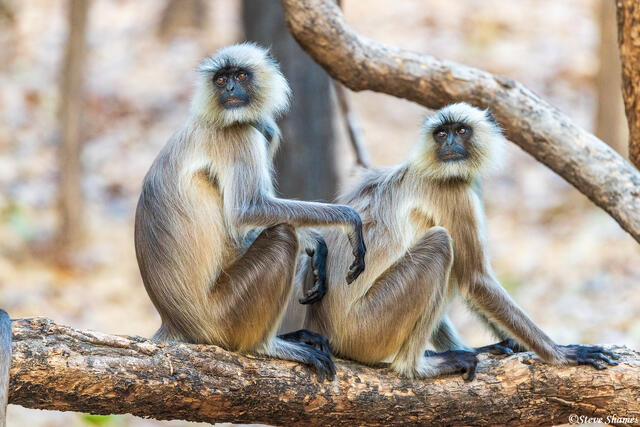 Pench National Park Monkeys print