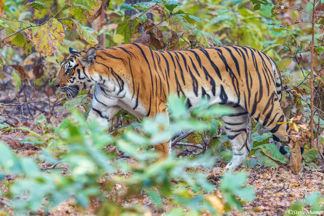 Pench National Park Tiger print