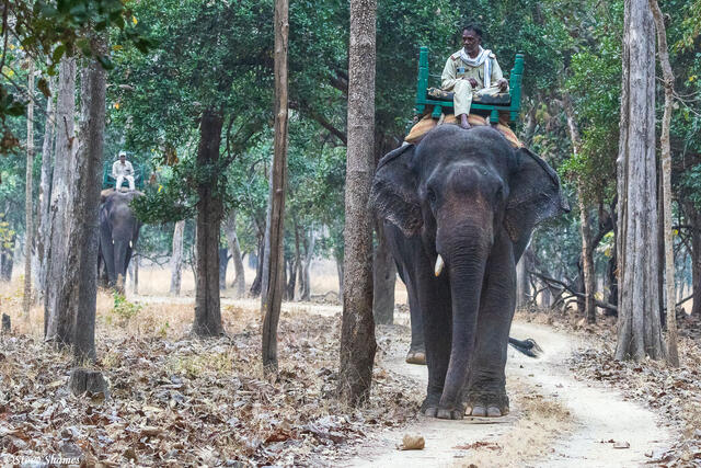 Pench Rangers on Elephants print
