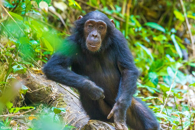 Pensive Looking Chimp print