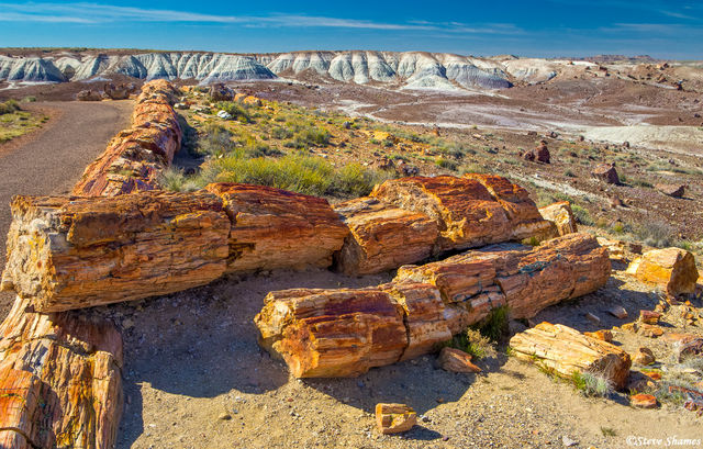 Petrified Forest print
