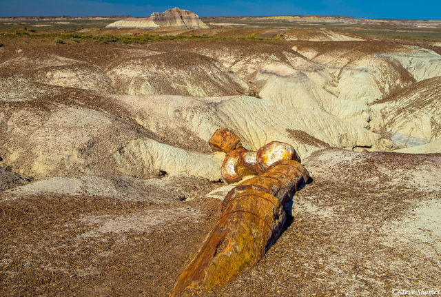 Petrified Forest Scene print