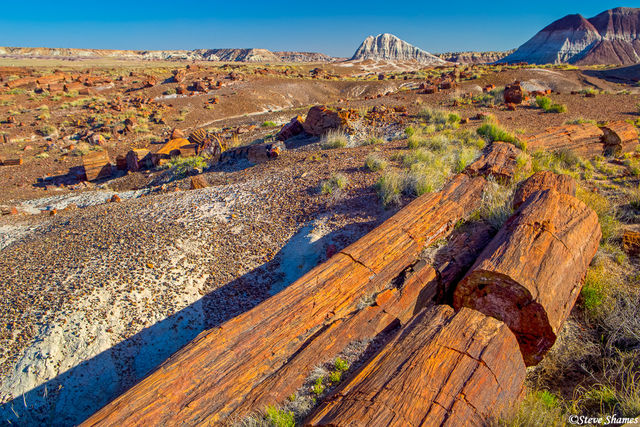 Petrified Logs print