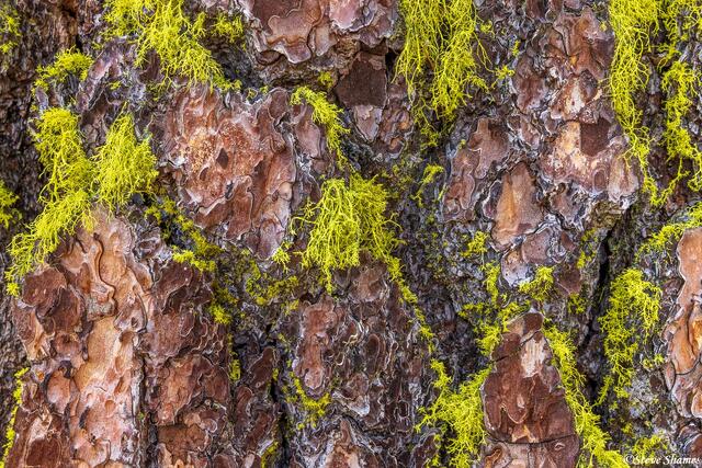 Pine Tree Bark print