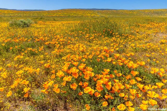 Poppies in Bloom print