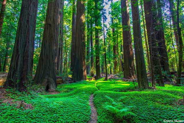Prairie Creek Redwoods State Park print