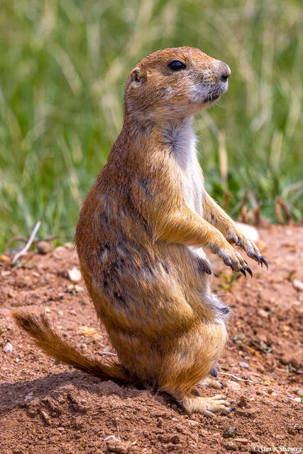Prairie Dog Standing print