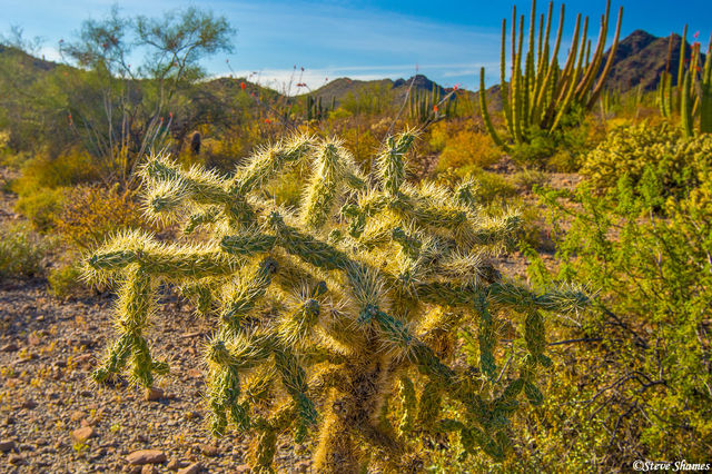 Prickly Cactus print