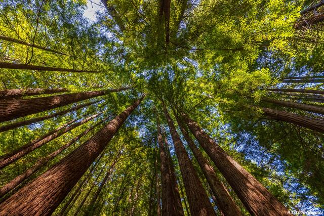 Purisima Creek Redwood Trees print