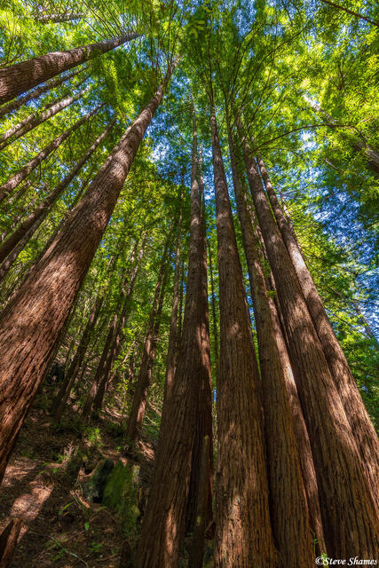 Purisima Creek Redwoods print