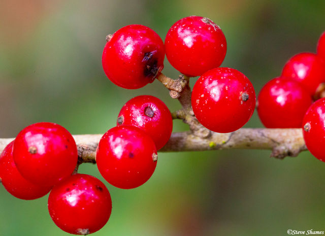 Red Berries print