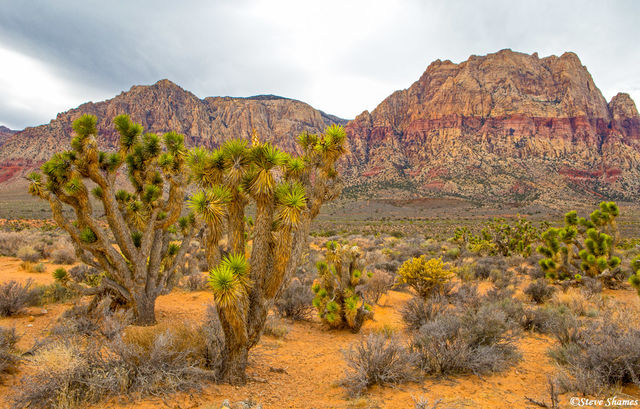 Red Rock Canyon Joshua Tree print