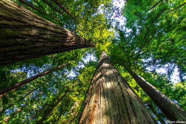 Redwood National Park print