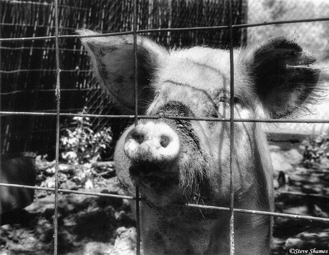 Rio Linda Pig print