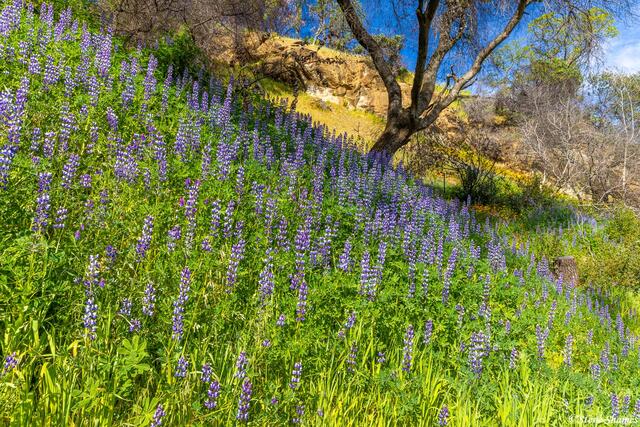 Roadside Lupines print