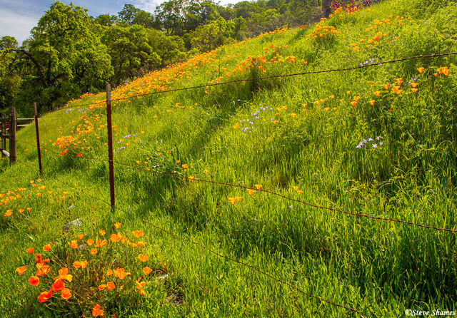 Roadside Poppies print