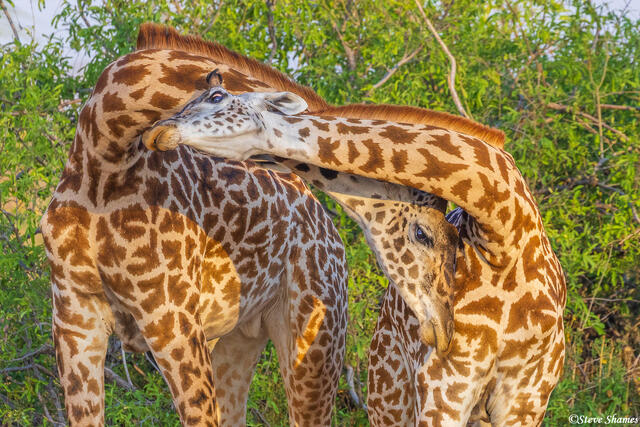 Ruaha-Giraffes Necking print