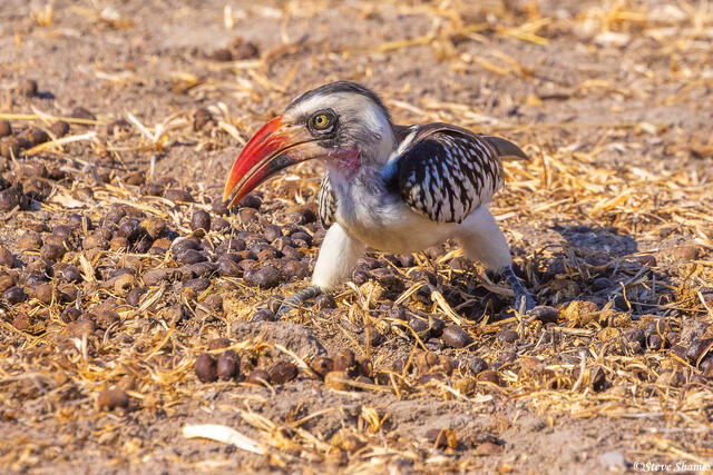 Ruaha-Hornbill on Ground print