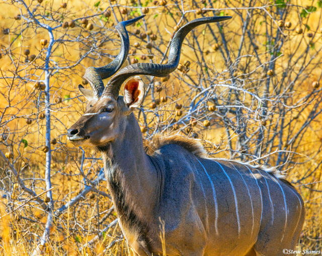 Ruaha-Kudu print