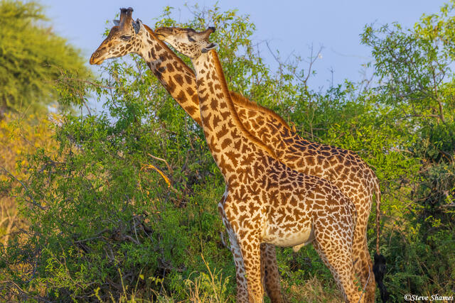 Ruaha-Loving Giraffes print