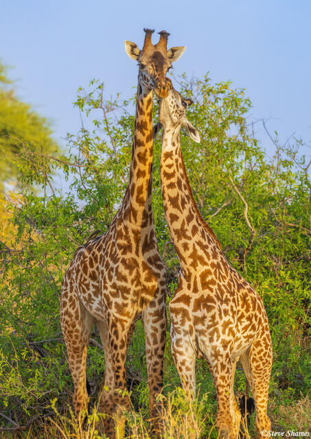 Ruaha-Nuzzling Giraffes print