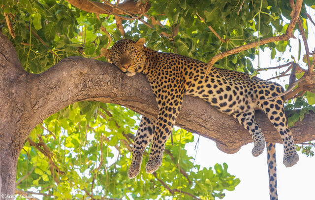 Ruaha-Sleeping Leopard print