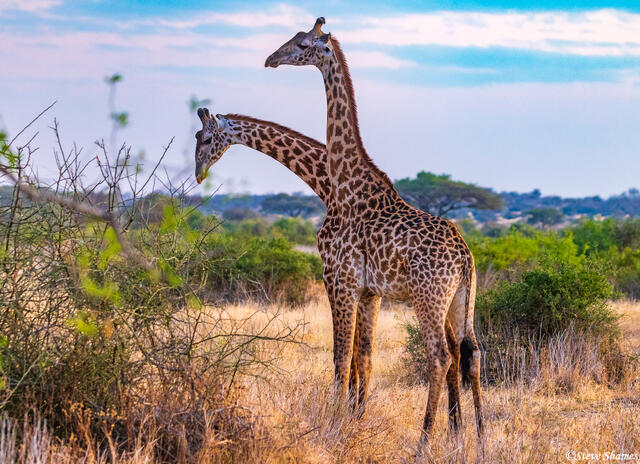 Ruaha-Two Headed Giraffe print