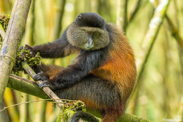 Rwanda Golden Monkey print