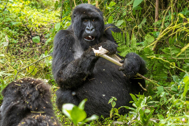 Rwanda Gorilla print