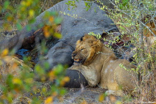 Sabi Sand-Feeding Lion print