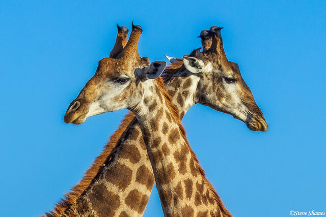 Sabi Sand-Giraffes print