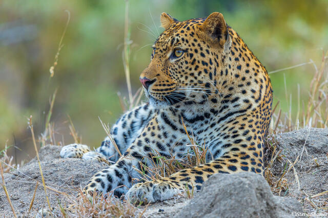 Sabi Sand-Leopard print