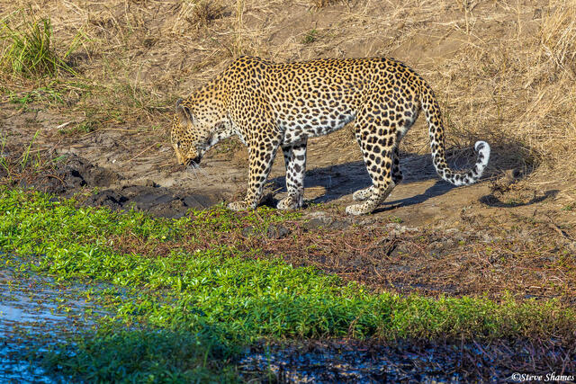 Sabi Sand-Leopard at Waterhole print