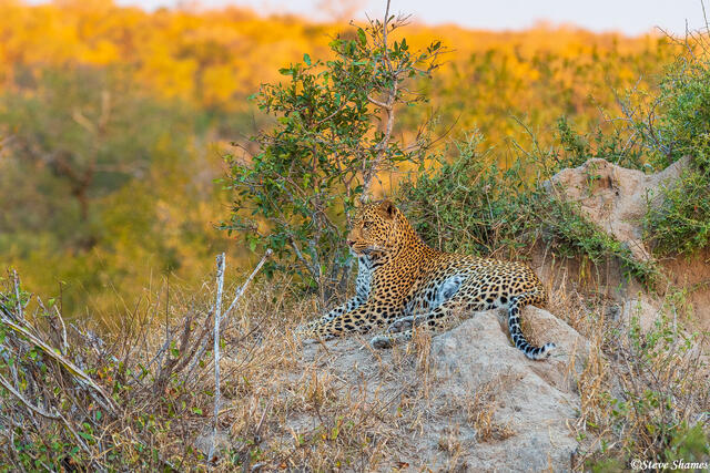 Sabi Sand-Leopard on Rock print