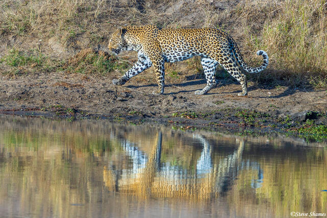 Sabi Sand-Leopard Reflection print